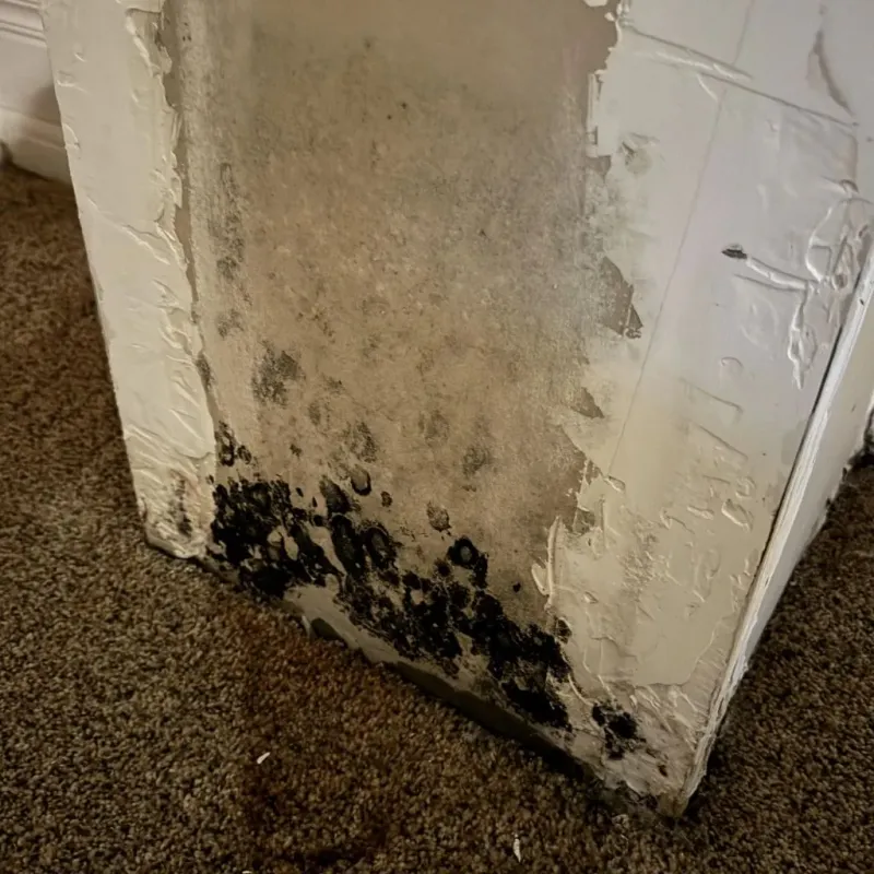 Professional Mold Removal in Rock County, WI